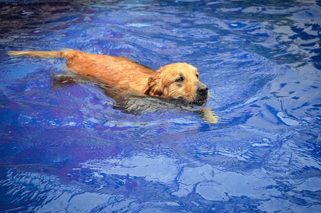 pes v bazénu
